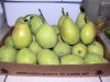 Pears.jpg