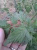 healthy tomato leaf.jpg