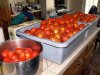 Tomatoes_061313_1.jpg