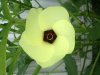 okra flower.jpg