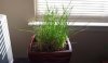 chives.jpg