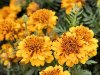 French_Marigold.jpg