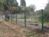 RASPBERRYY TRELLIS 2 (800x600).jpg