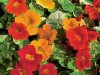 Nasturtium.jpg