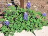 Blue_Bonnet_Volunteer.jpg