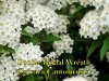 Bridal_Wreath.jpg