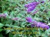 Butterfly_Bush.jpg
