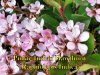 Indian_Hawthorn.jpg