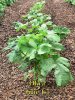 Okra_060114.jpg