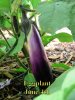 Eggplant_060414.jpg