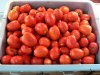 Tomato_Harvest_061914.jpg