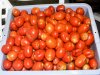 Tomato_Harvest_062514.jpg