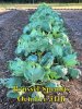BrusselSprouts_103114.jpg