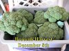 Broccoli1_120814.jpg