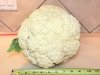 Cauliflower_Size_010615.jpg