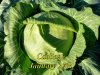 Cabbage_012715.jpg