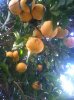 grapefruit.jpg