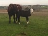 calf.jpg