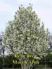 Pears_031515.jpg