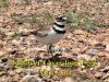 Killdeer_Eggs_050215.jpg