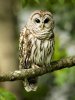 BarnOwl.jpg