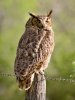 HornedOwl.jpg