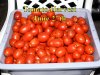 Tomato_Harvest_062715.jpg