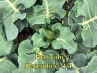 Broccoli_122115.jpg