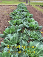 BrusselSprouts_122115.jpg