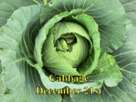 Cabbage_122115.jpg