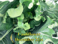 Cauliflower_122115.jpg