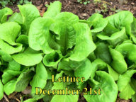 Lettuce_122115.jpg