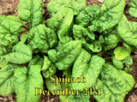 Spinach_122115.jpg