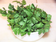 Cilantro_012516.jpg