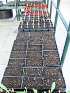 Seedlings1_012816.jpg