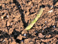 Asparagus_021816.jpg