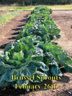 Brussel_Sprouts_022616.jpg