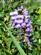 Mountain_Laurel.jpg