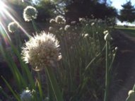 scallions.jpg