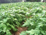 potatoes after flood.jpg