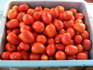 Tomato_Harvest_062616.jpg