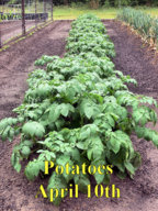 Potatoes_-41017.jpg