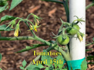 Tomatoes_041517.jpg