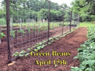 Green_Beans_041517.jpg