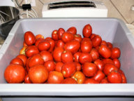 Tomato_Harvest_061017.jpg