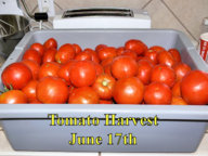 Tomato_Harvest_061717.jpg