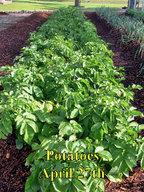 Potatoes_042718.jpg