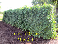 Green_Beans_052918.jpg