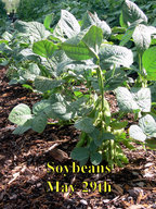 Soybeans_052918.jpg