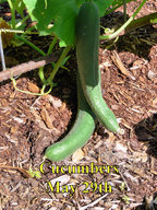 Cucumbers_052918.jpg